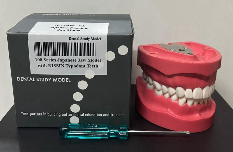 🦷 Nissin Japanese 100 Series Screw-Type Jaw Model – Hard Gingiva with Nissin 32 Teeth