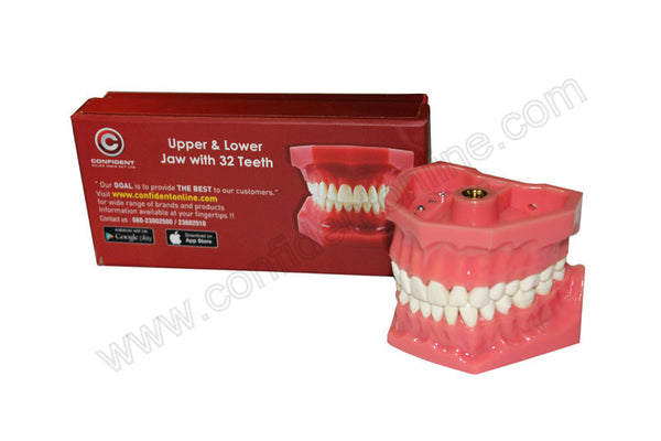 Confident DENTAL JAW WITH TEETH SET(32) - AJT32A