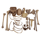 Human Disarticulated Bone Set for MBBS 1st year