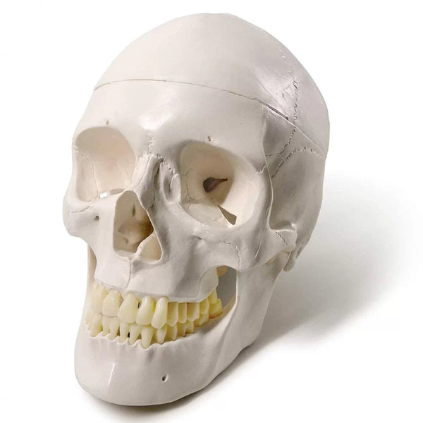 Human Skull for BDS 1st Year