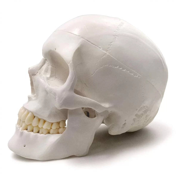 Human Skull for BDS 1st Year