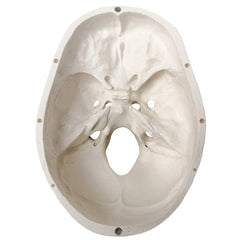 Human Skull for BDS 1st Year