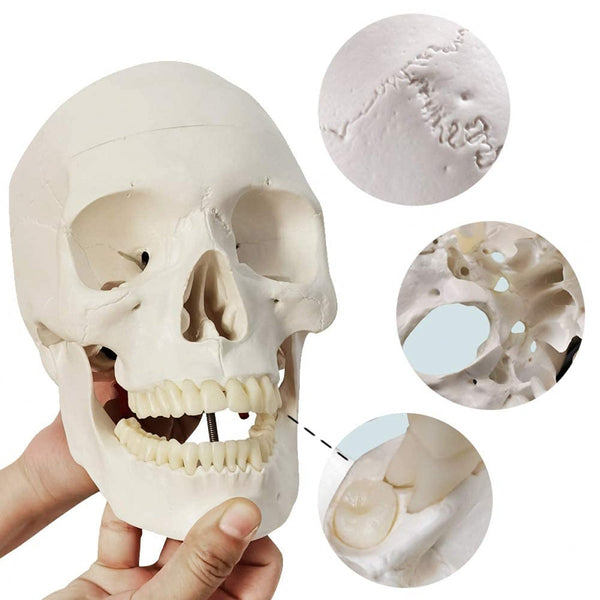 Human Skull for BDS 1st Year