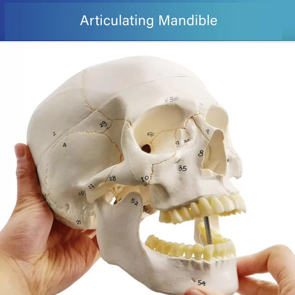 Human Skull for BDS 1st Year (NUMBERED)