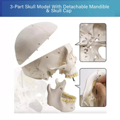 Human Skull for BDS 1st Year (NUMBERED)