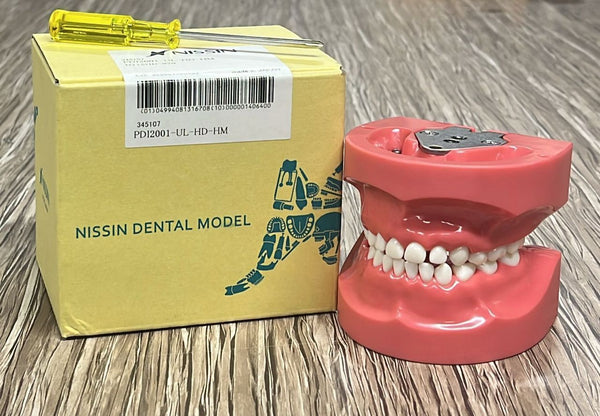 Nissin 920 Series Pediatric Jaw Model – Screw Type Hard Gingiva (International Model, White)