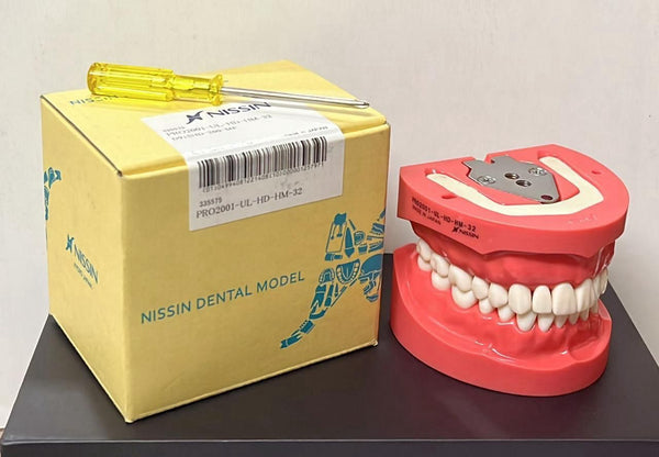 🦷 Nissin Japan 200 Series Screw-Type Jaw Model with 32 Teeth – Hard Gingiva | Dental Study Model
