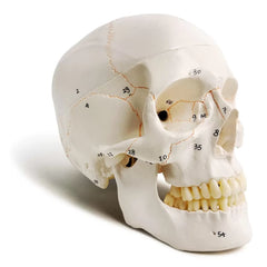 Human Skull for BDS 1st Year (NUMBERED)
