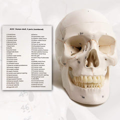 Human Skull for BDS 1st Year (NUMBERED)